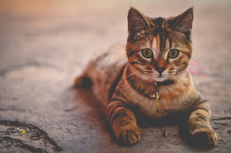 chewy-vs-amazon-pet-food