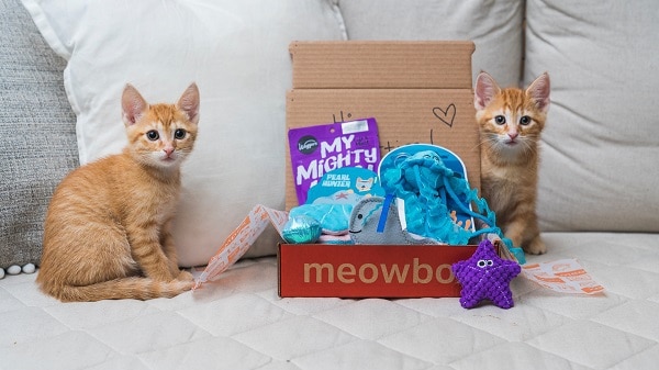 mewobox-cat-subscription-box