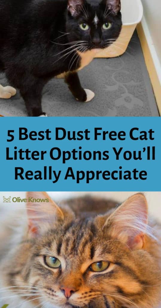 5 Best Dust Free Cat Litter Options You'll Really Appreciate OliveKnows
