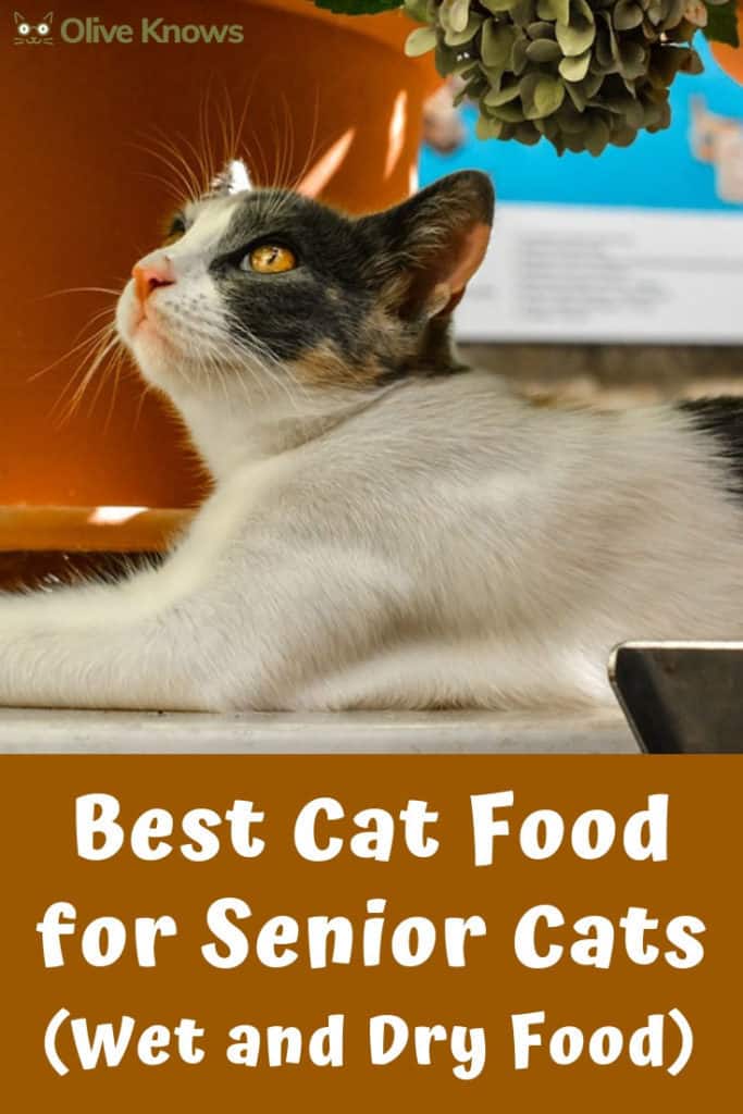 Best Cat Food for Senior Cats (Wet and Dry Food) OliveKnows