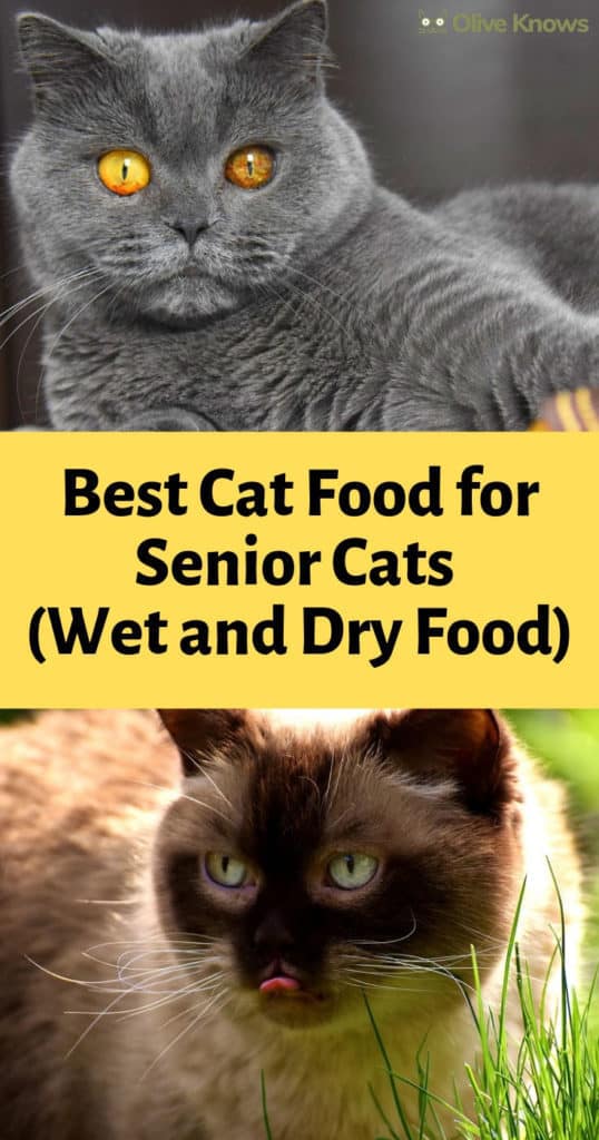 Best Cat Food for Senior Cats (Wet and Dry Food) OliveKnows