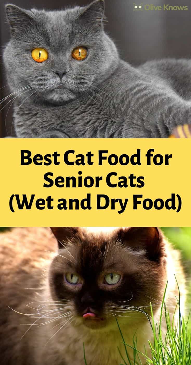 Best Cat Food for Senior Cats