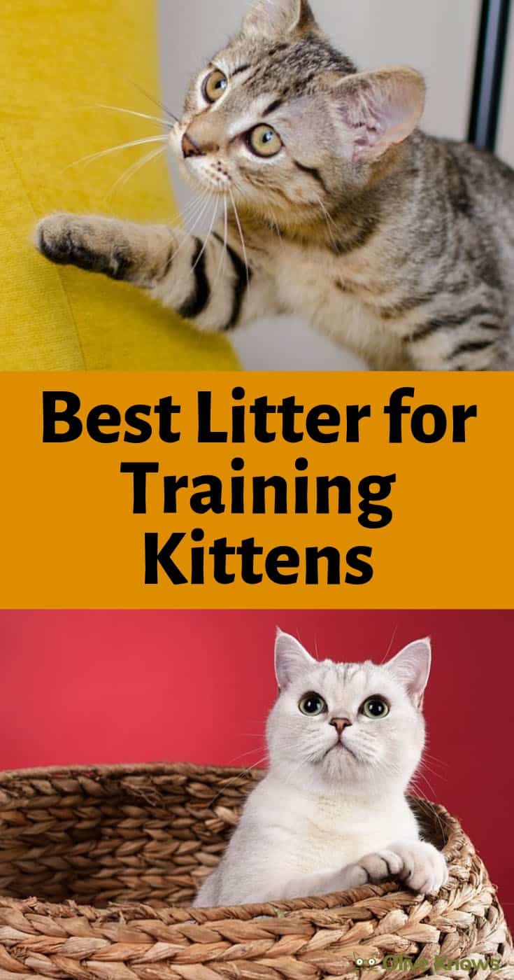 Best Litter for Training Kittens