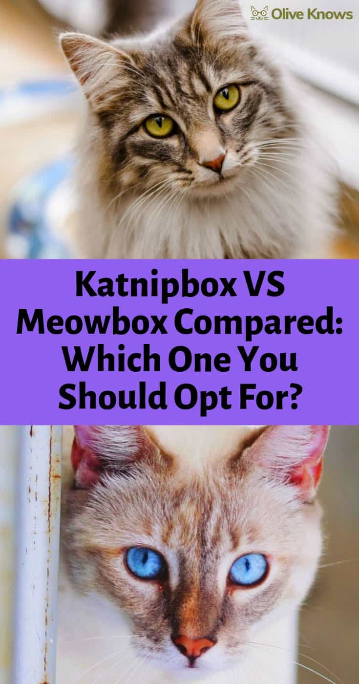 Meowbox vs KatNipBox