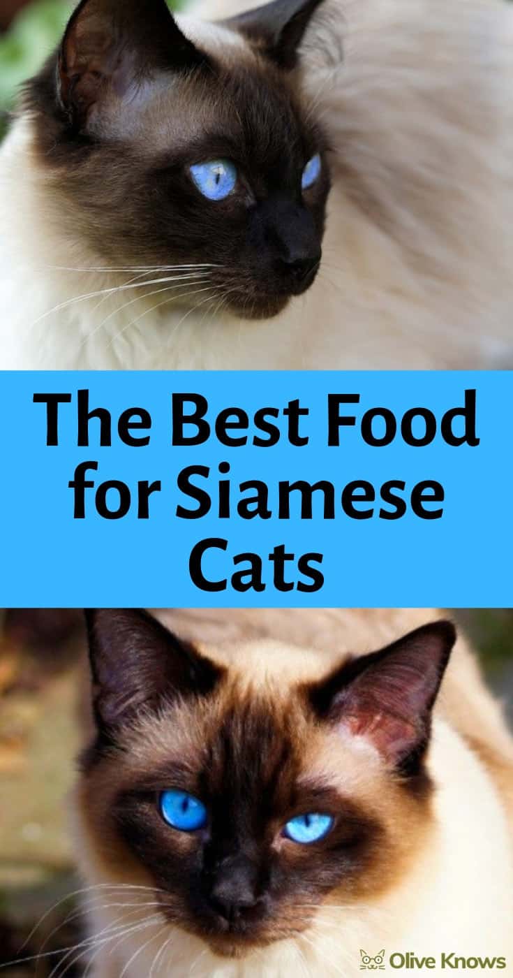 best cat food for siamese cats