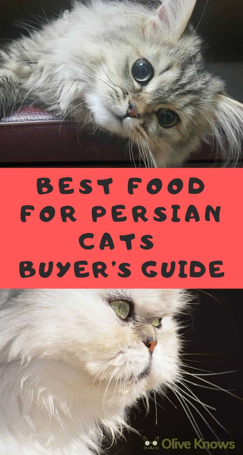 Best Food for Persian Cats Buyer's Guide