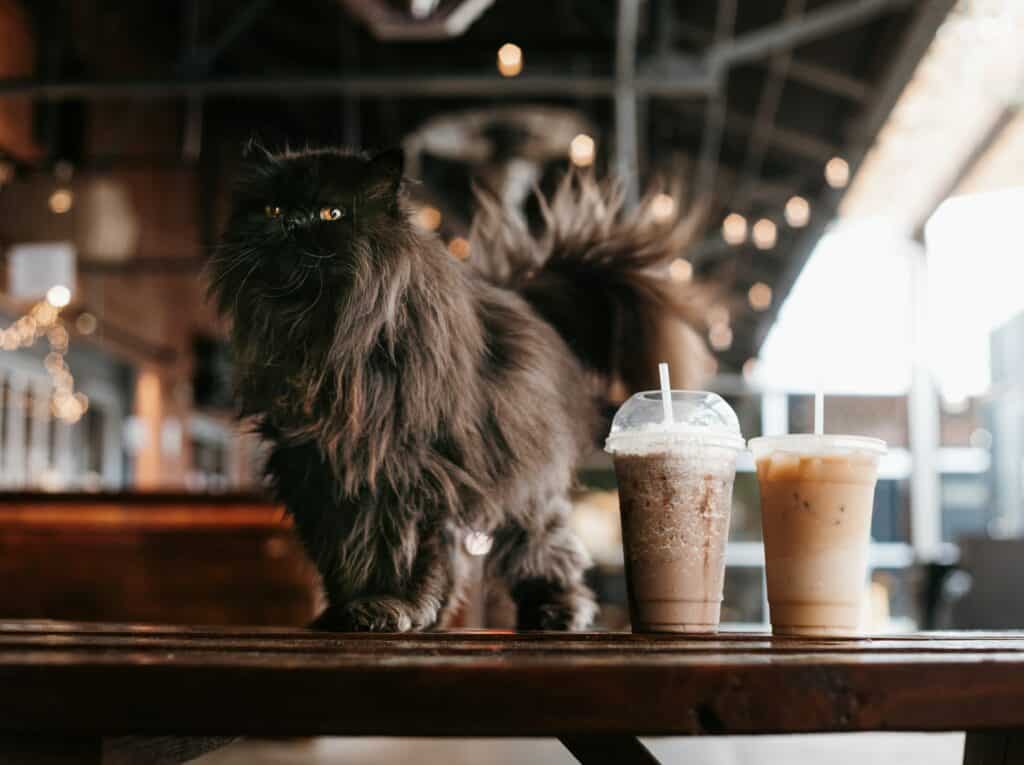 cat on a coffee shop