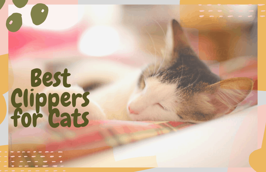 best cat grooming clippers