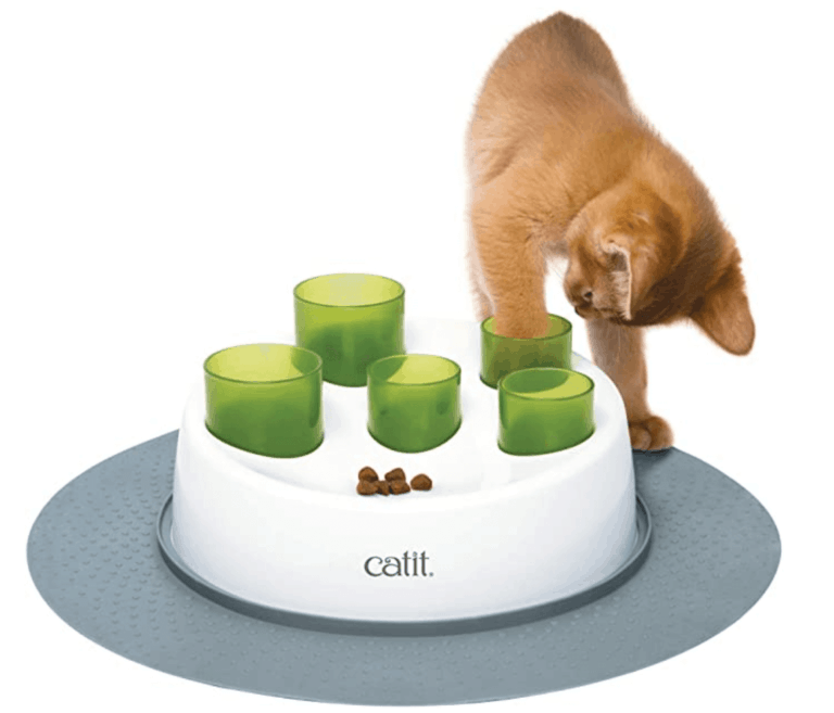 Best Cat Accessories of 2022 OliveKnows