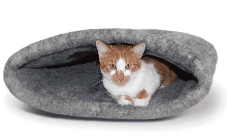 Best Cat Accessories of 2022 OliveKnows