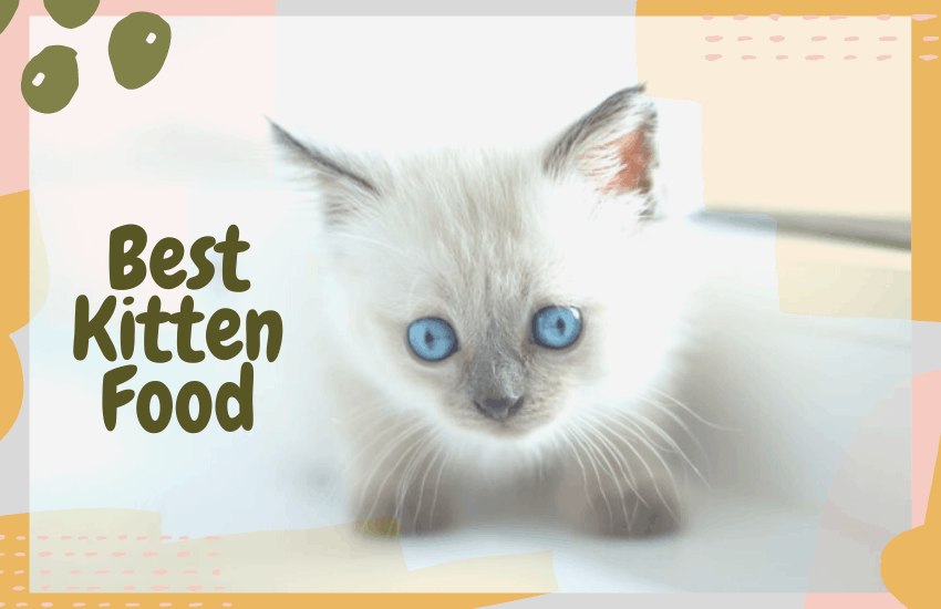 best inexpensive kitten food