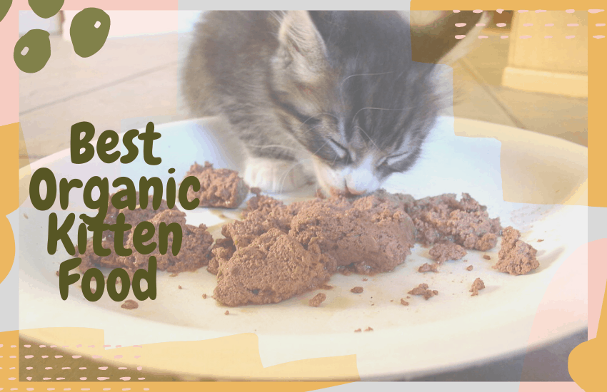 Best Organic Kitten Food