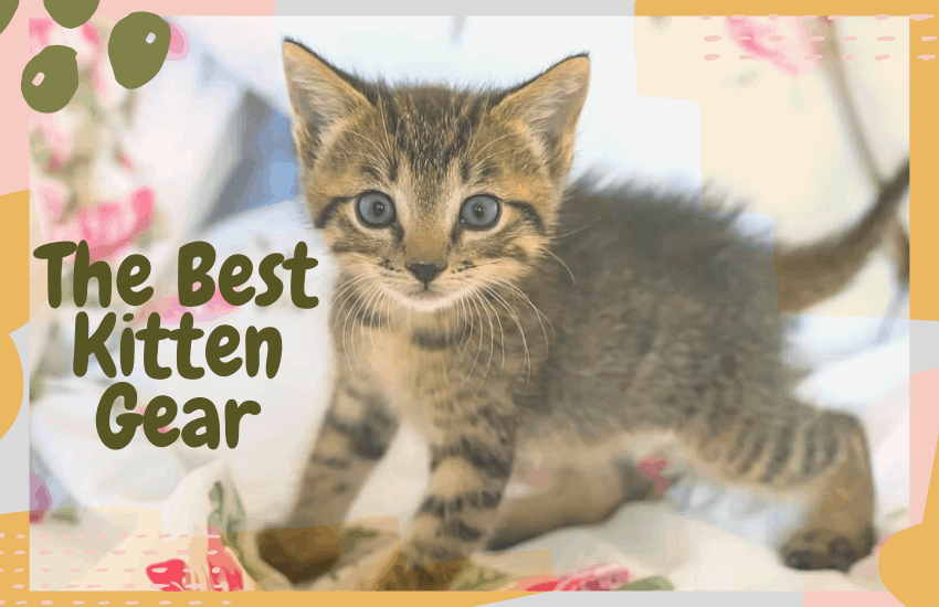 The Best Kitten Gear