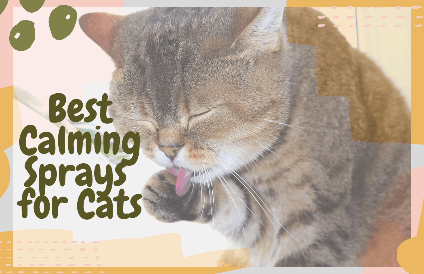 Best Calming Sprays for Cats