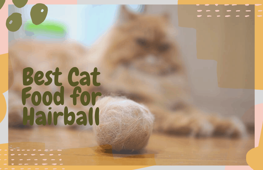 The Best Cat Food for Hairballs OliveKnows