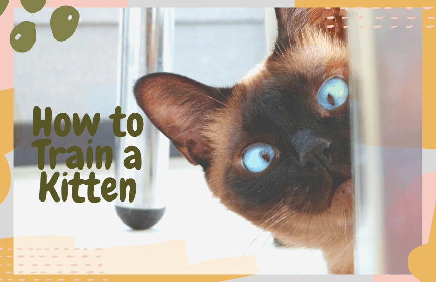 How to Train a Kitten