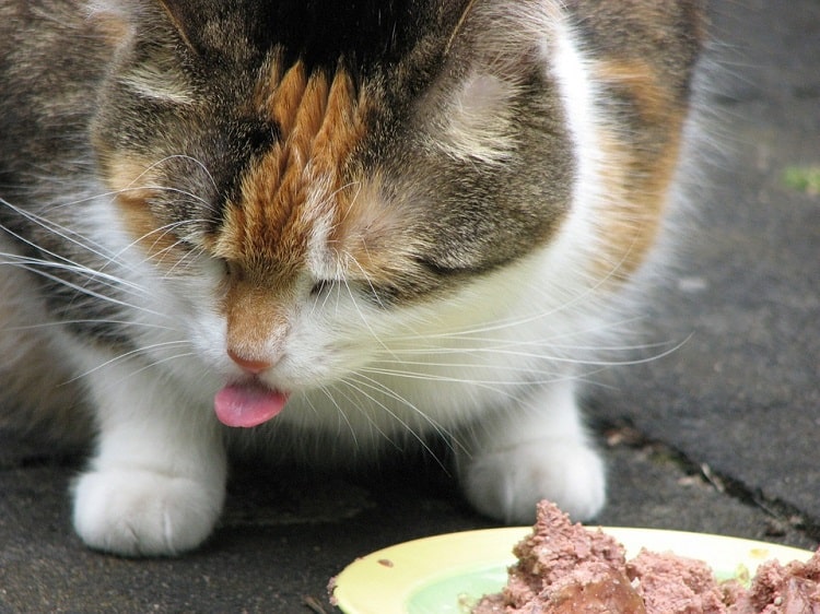 Best Cat Food for Hairball