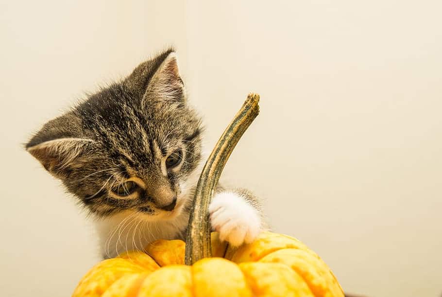 cat playing