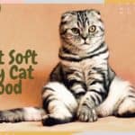 Best Soft Dry Cat Food