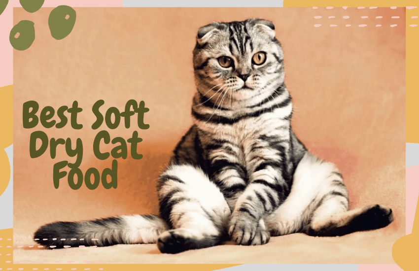 best soft dry cat food