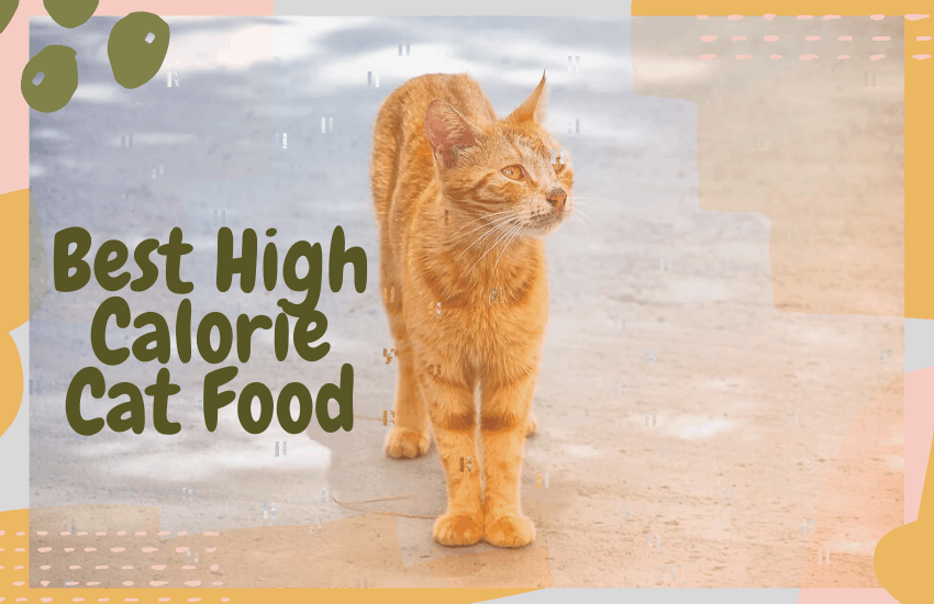 The Best High Calorie Cat Food and Why You Need It ...