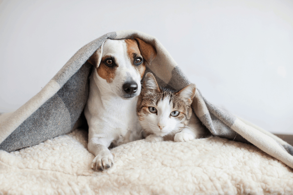 dog and cat sharing a bed and a blanket 