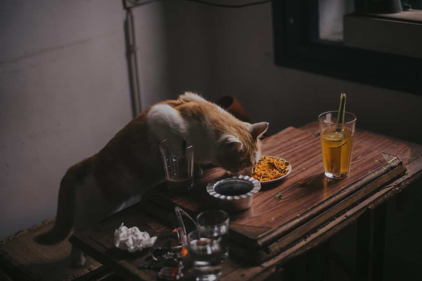 cat eating from the table