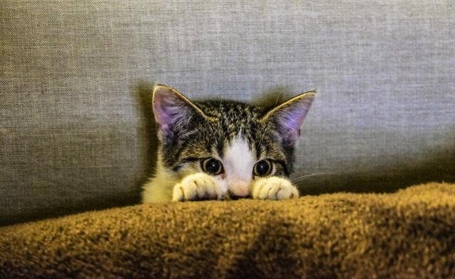 cat hiding under a blanket 