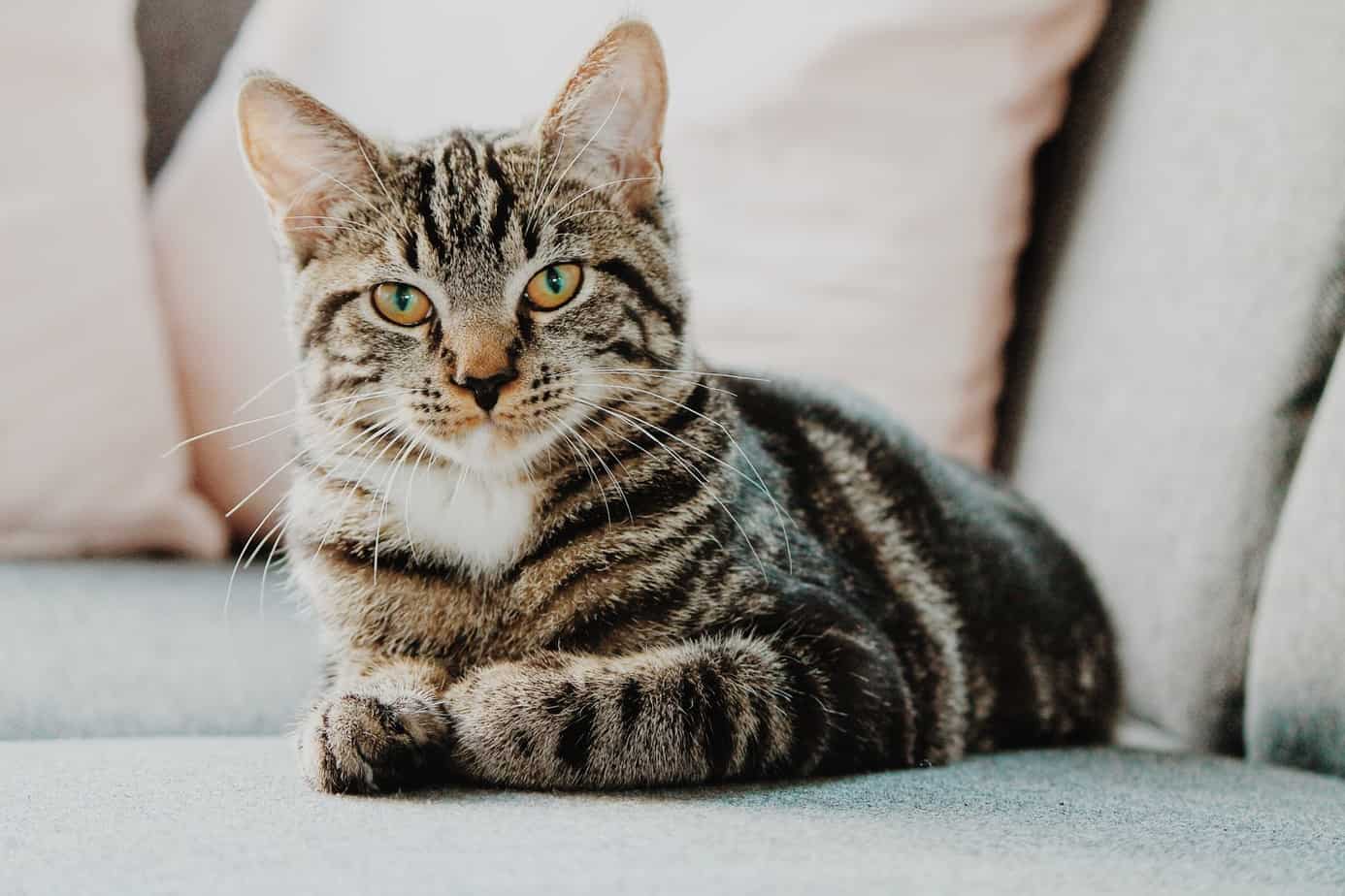 cat sitting on a sofa