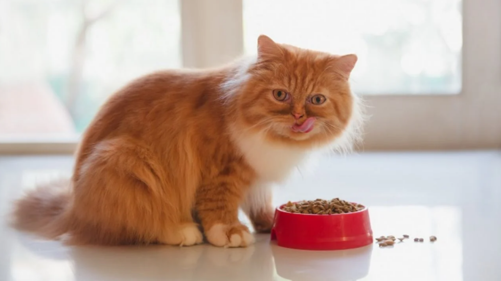 cat cleaning its face