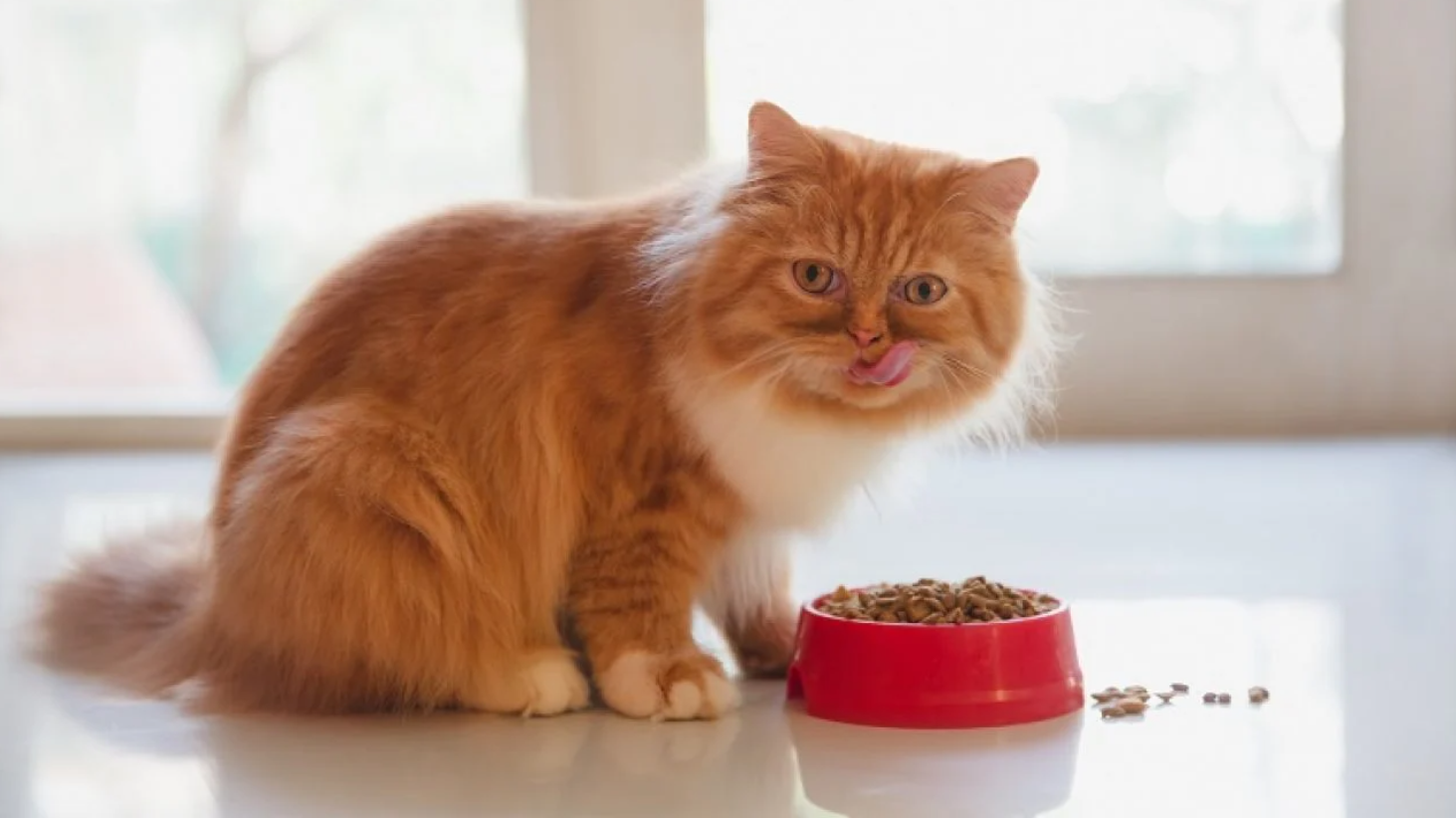 Kitten Food vs Cat Food Do You Know the Differences? OliveKnows