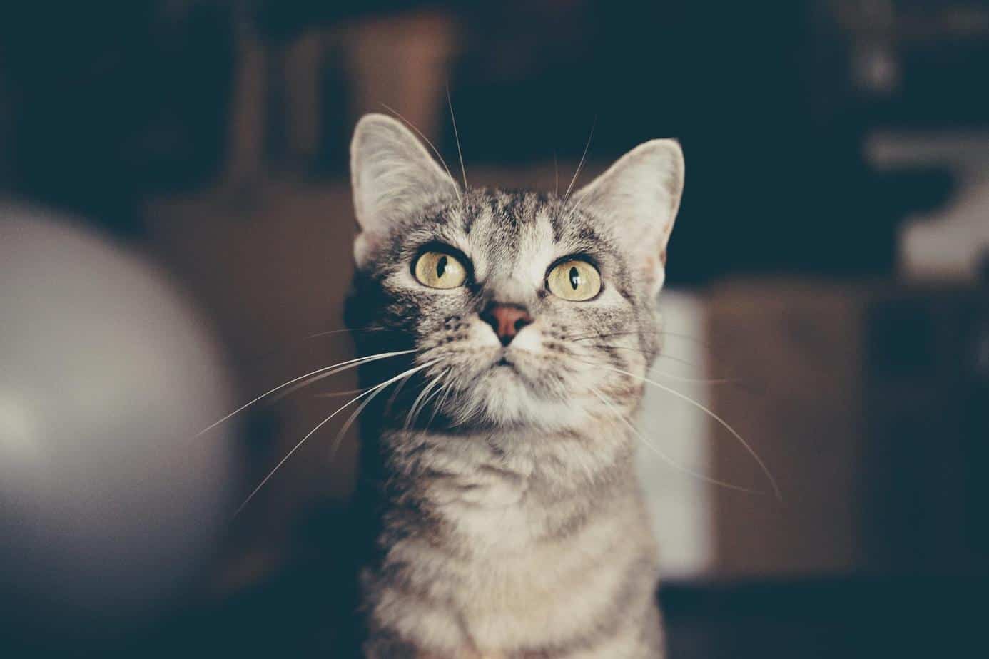 7 Best Soft Dry Cat Food Options to Consider in 2020 ...