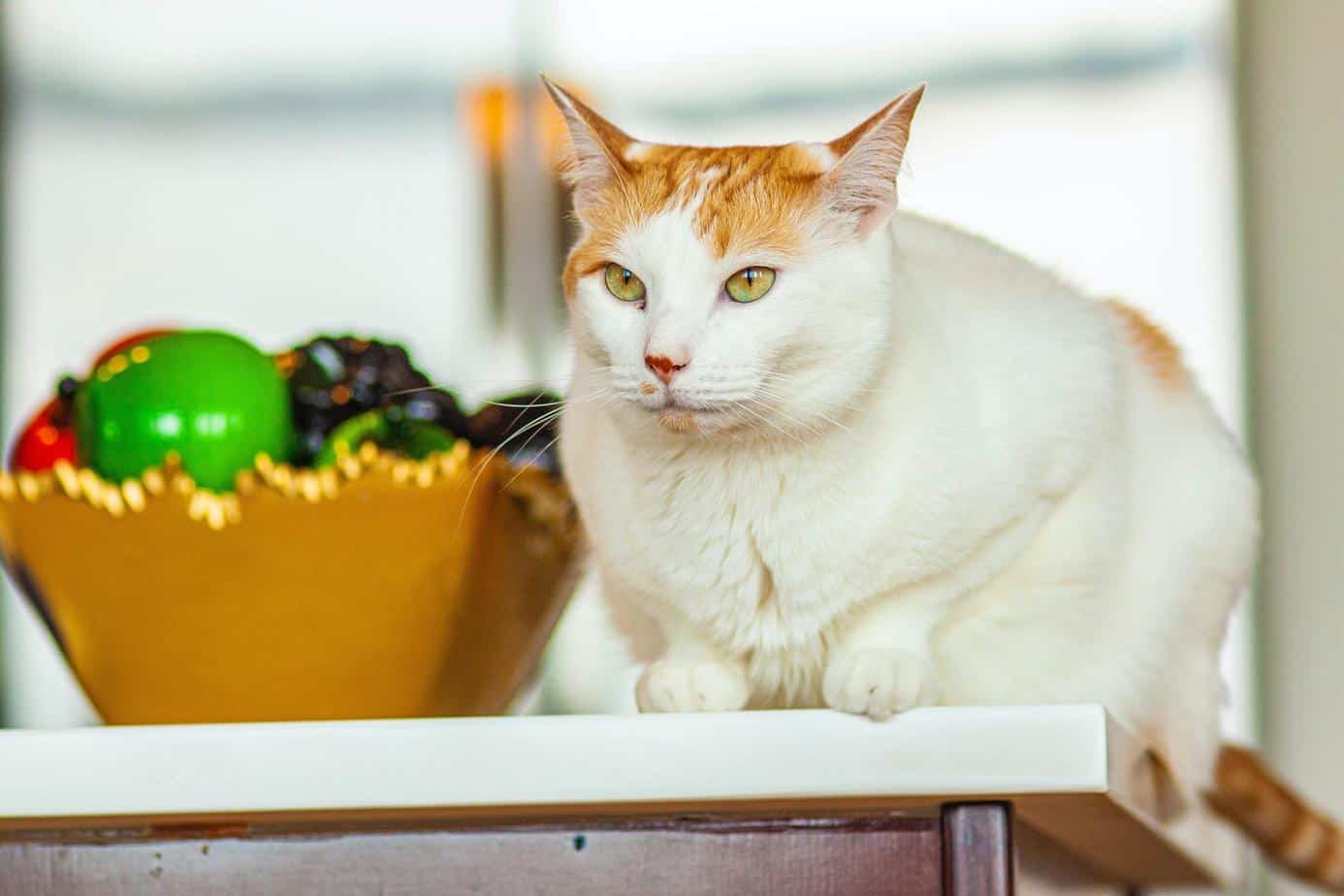 cat on the kitchen counter