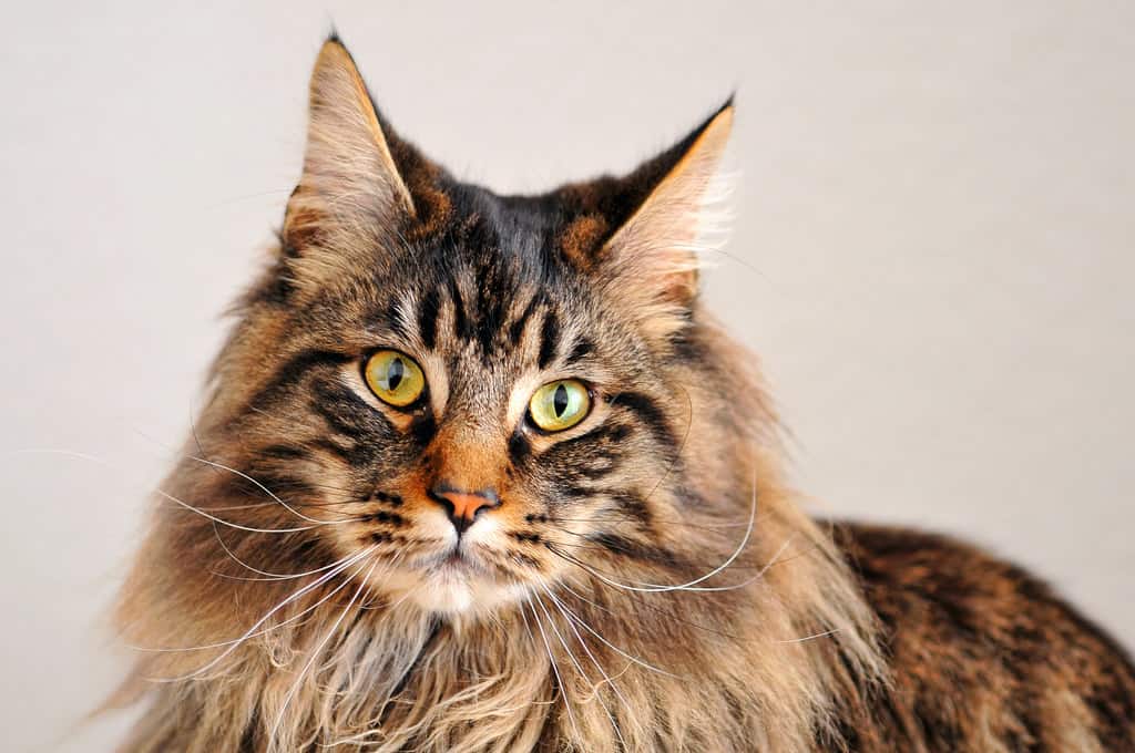 Image result for maine coon cat