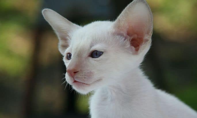 Cornish Rex