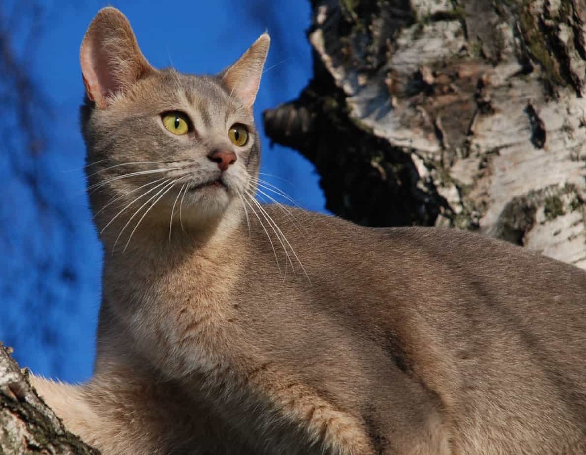 Abyssinian