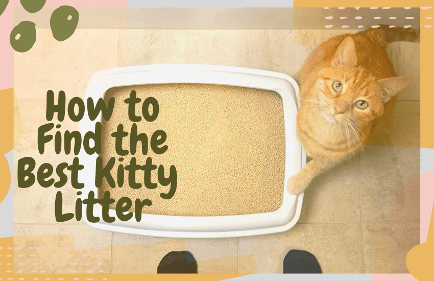 How to Find the Best Kitty Litter