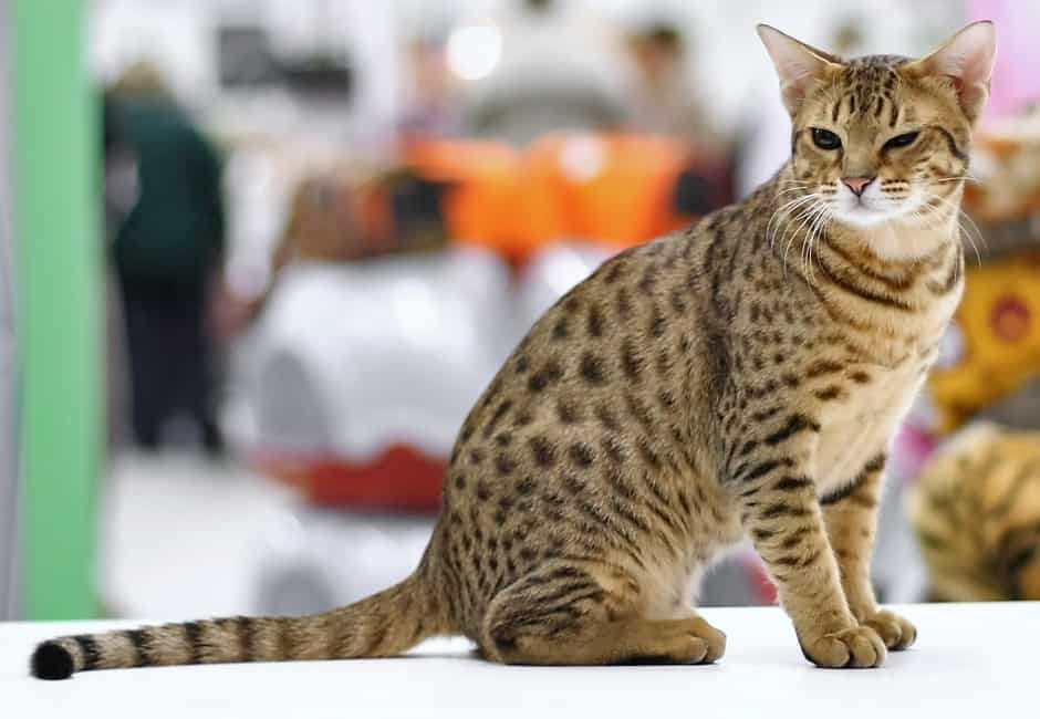 Image result for Ocicat