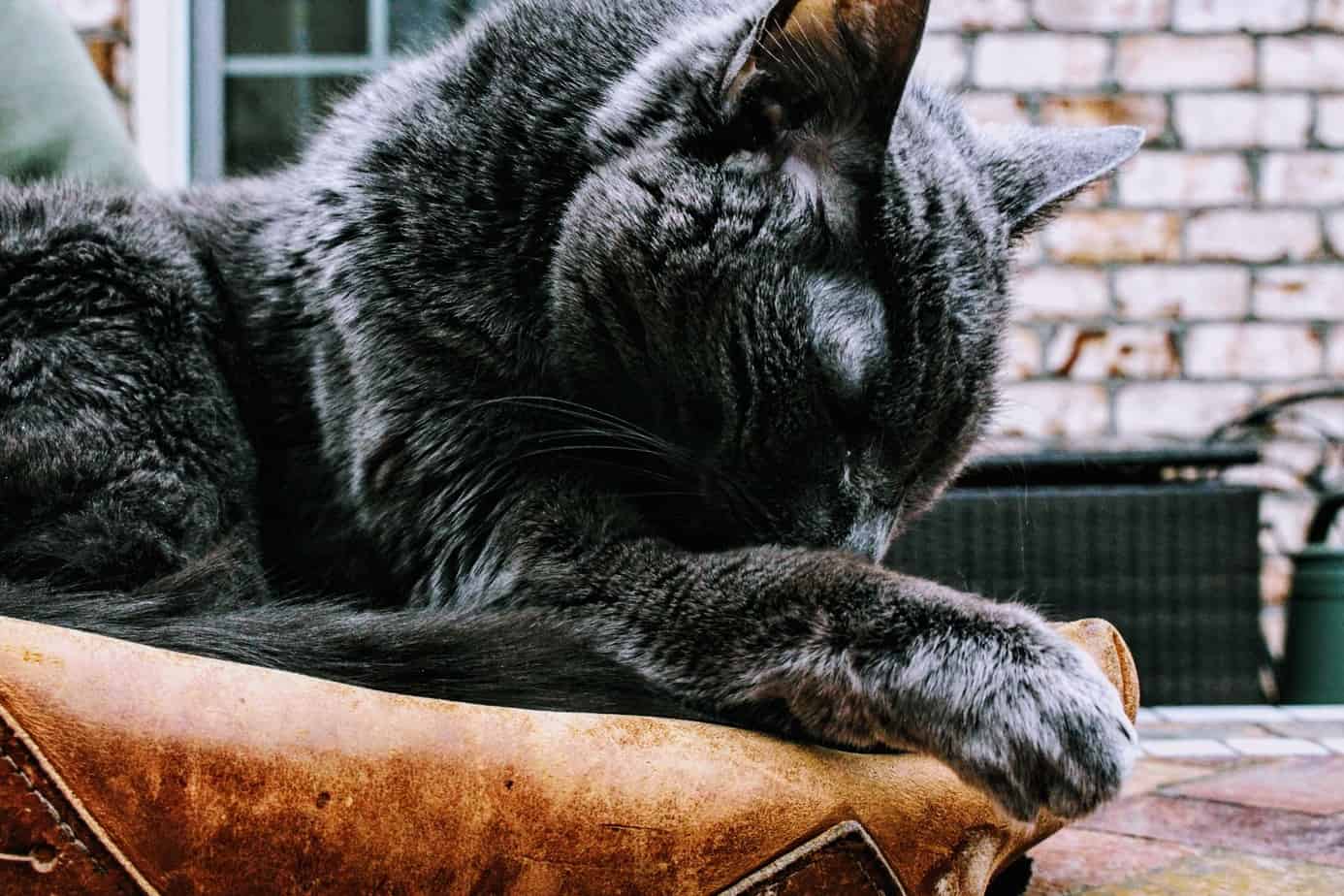 Cat laying on leather 