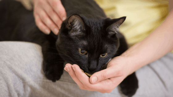 cat smelling a hand