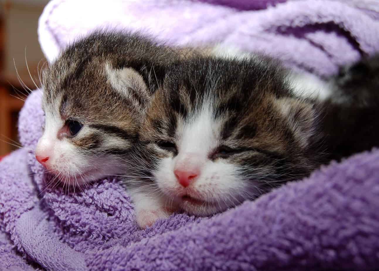 kittens