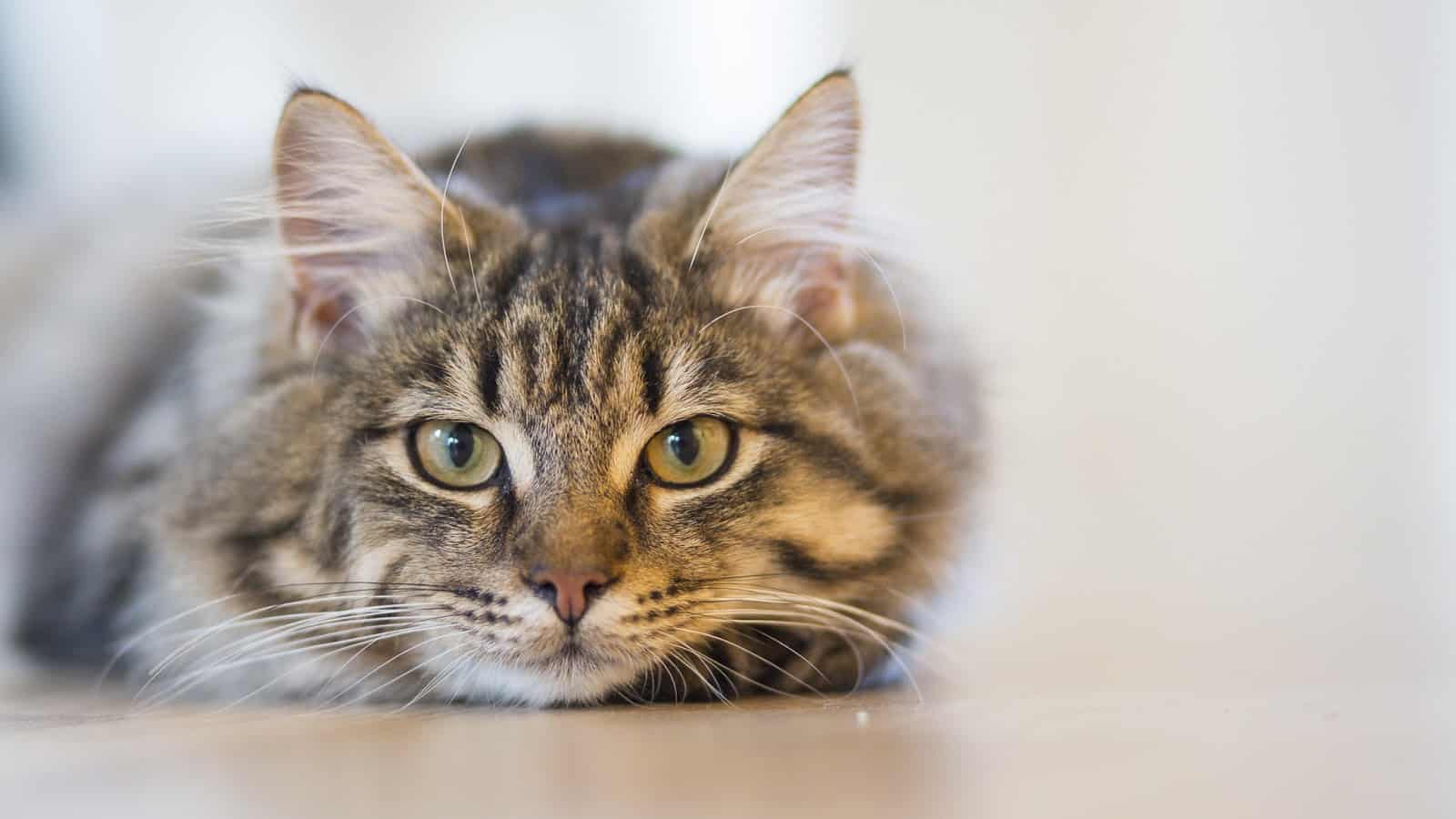 Cat laying on the floor