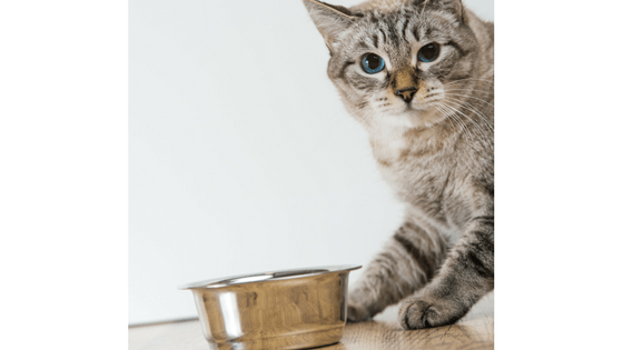 cat checking food bowl