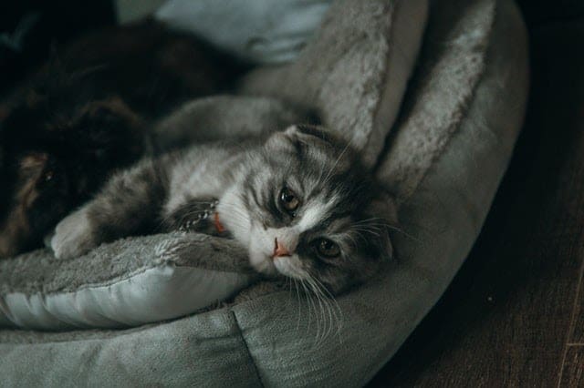 cat laying on a pet bed