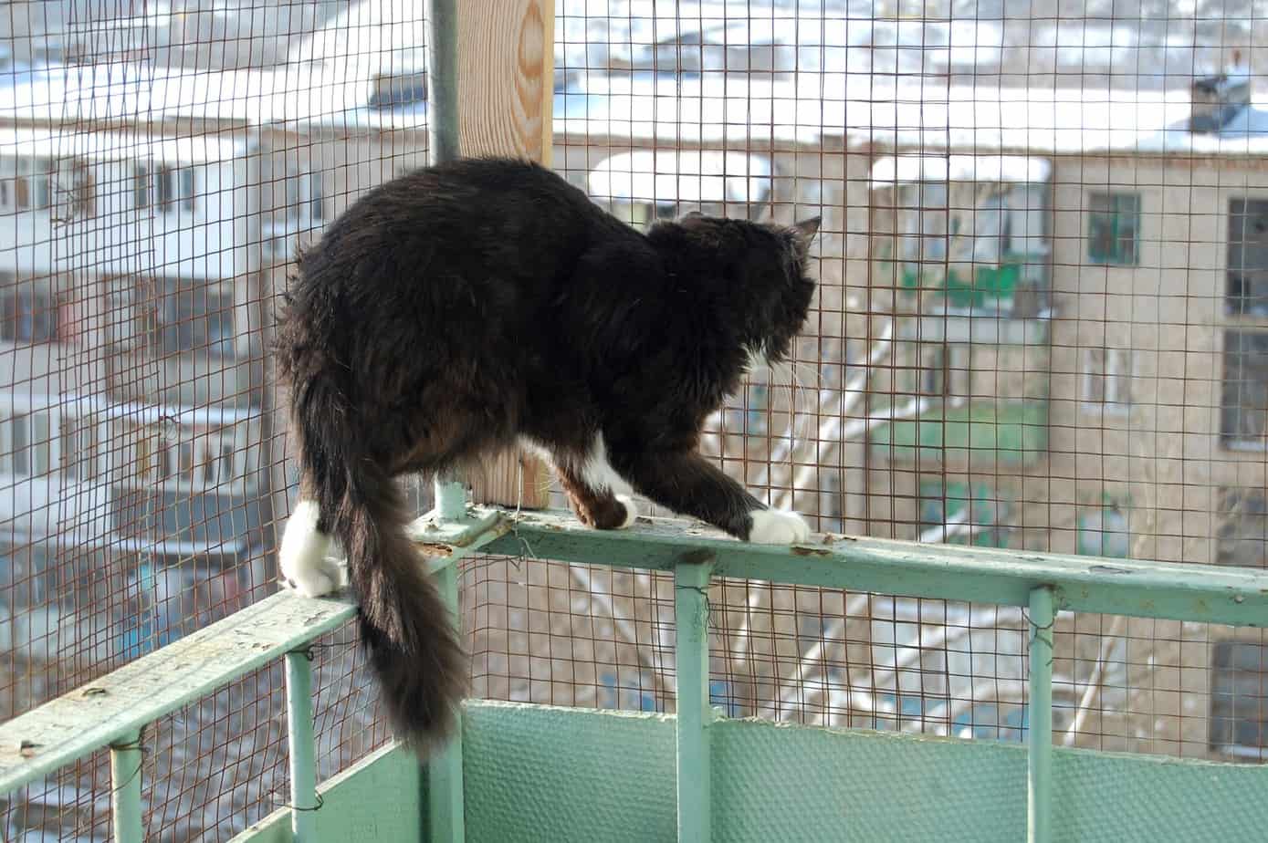 cat on a cage