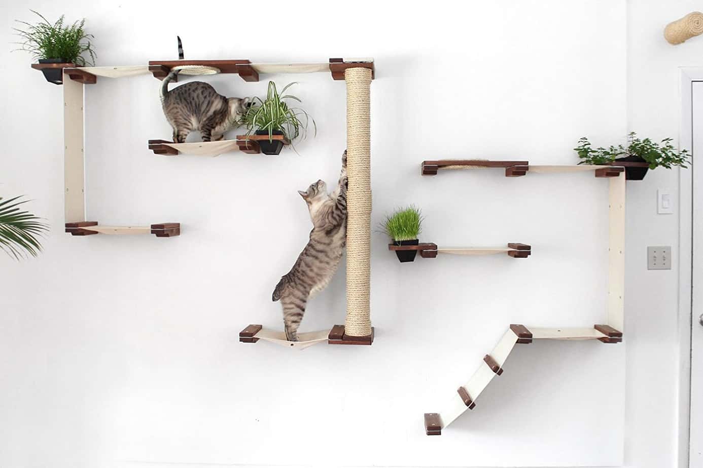 cat wall bridges 