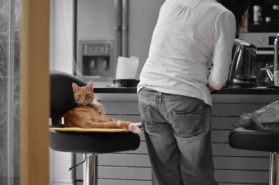 cat sitting on a kitchen chair 