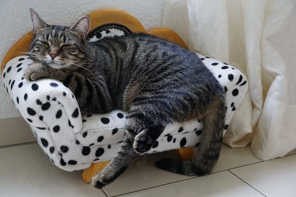 cat resting on a mini sofa