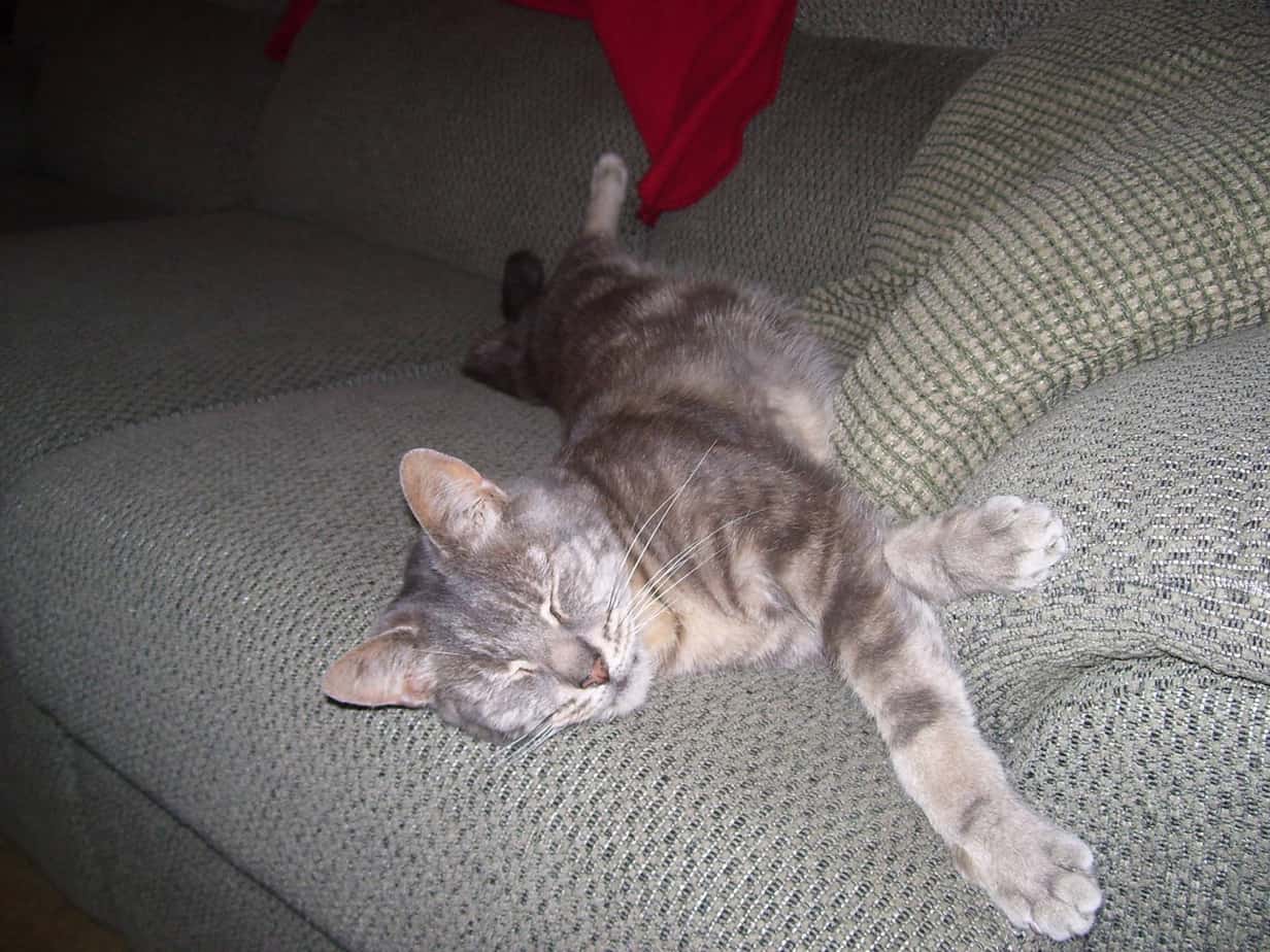 Happy Boo on the couch