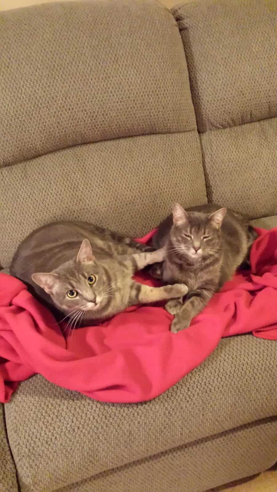 TWO CATS ON A SOFA